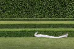 Prague---White-Peacock---16-9---SZP-JK - Copy
